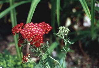 Achillea millefolium 'Paprika'